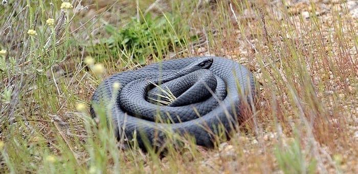Red-bellied black snake in spiral