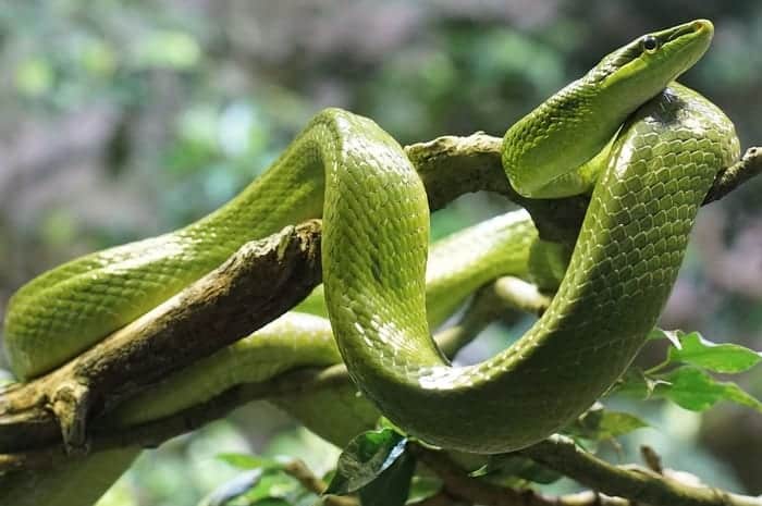 Green Snake