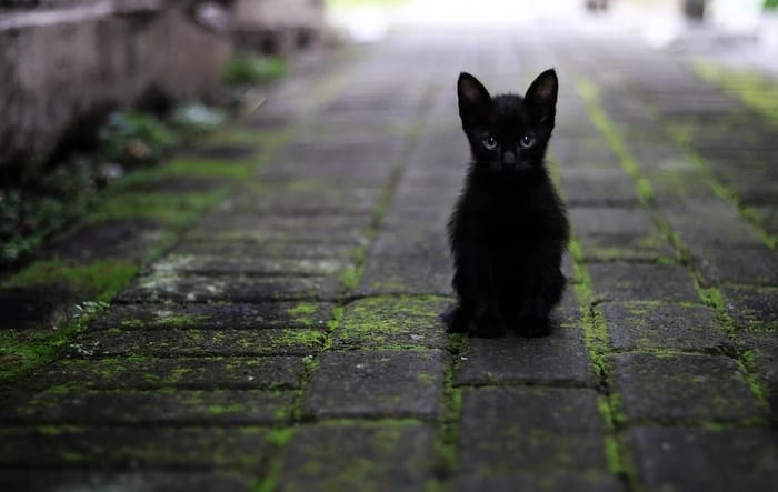 Black Kitten