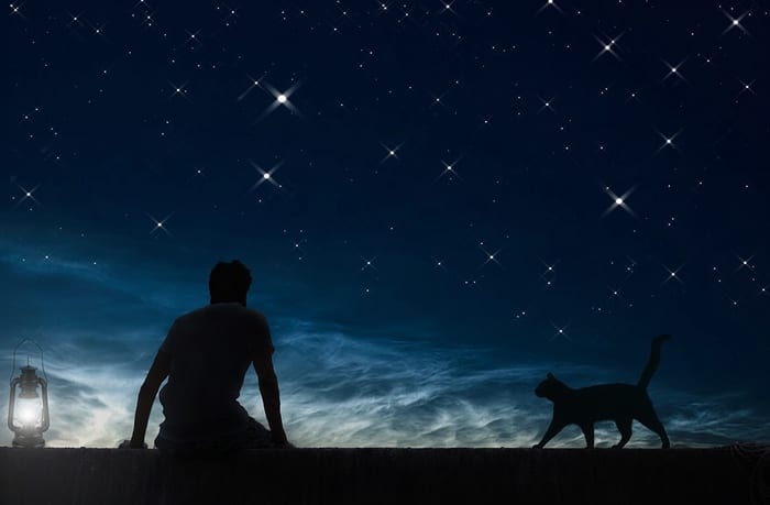Cat, Person, Stars