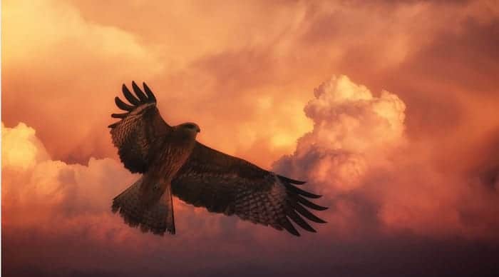 Fire Hawk