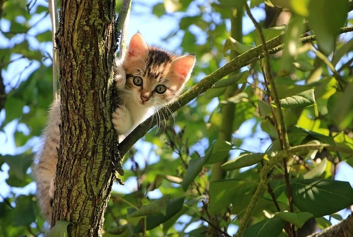 Kitten in a Tree