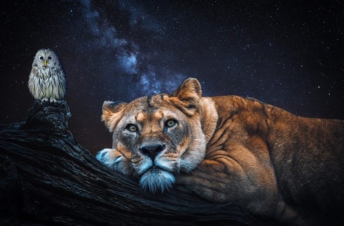 Lion and Owl
