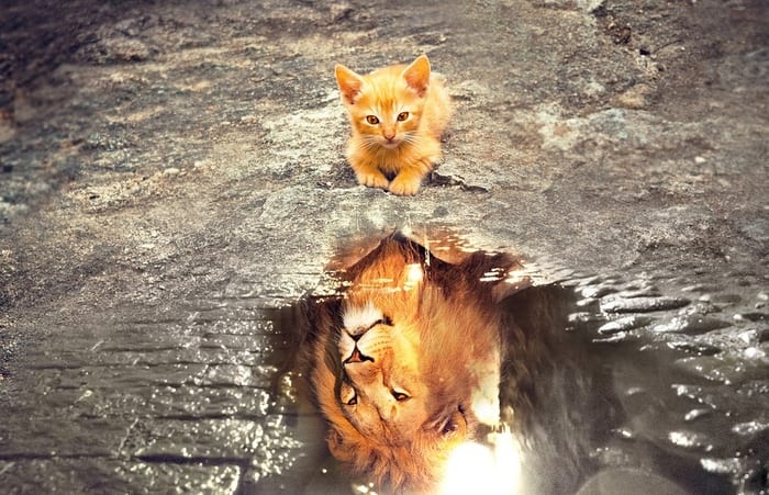 Lion and Kitten