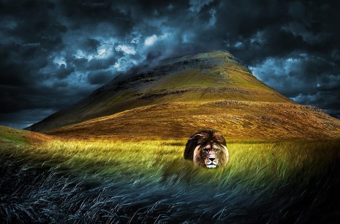 Male lion near mountain