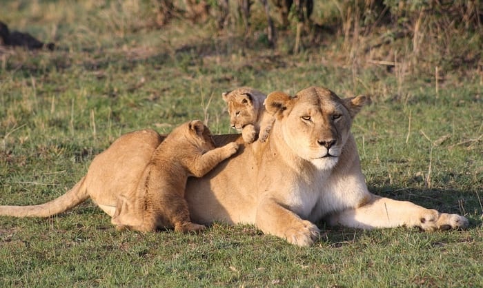 Lioness with Cubs