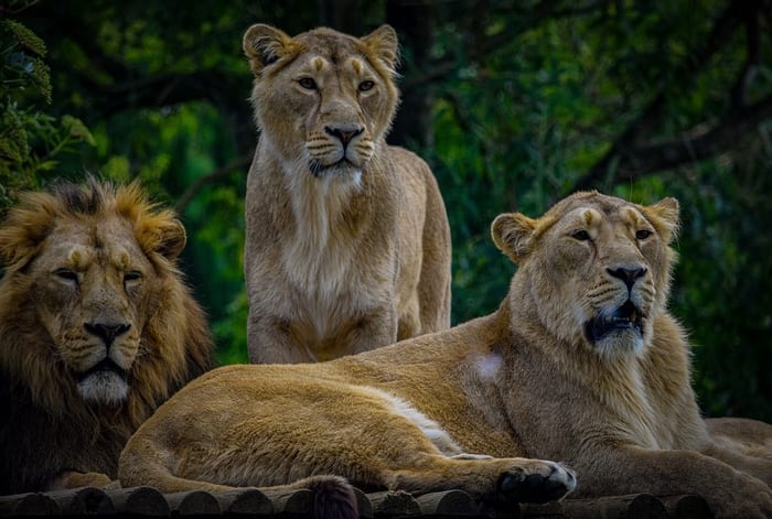 Lions, symbols of wisdom