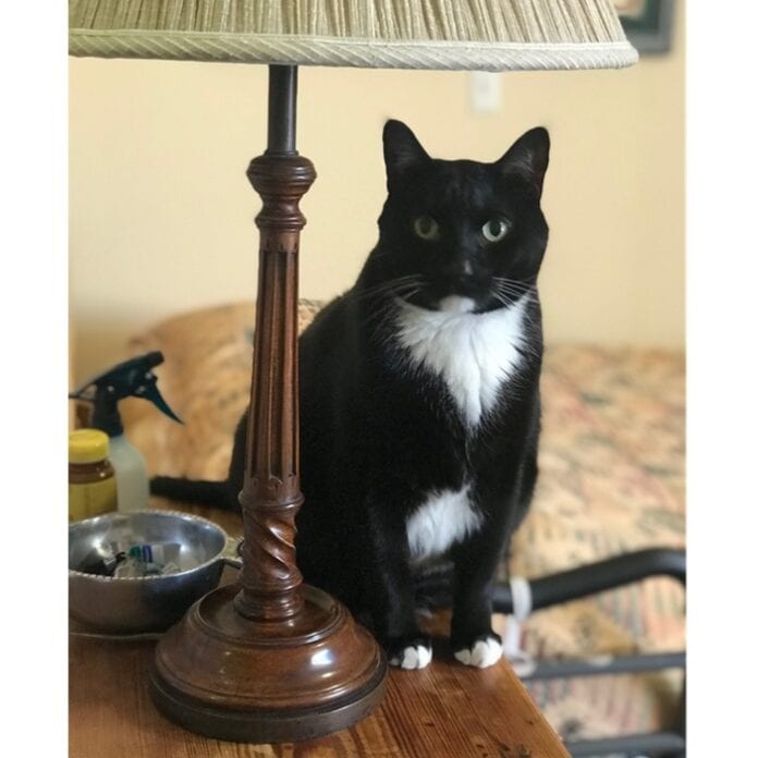 Cat Symbolism & Meaning & the Cat Spirit Animal UniGuide