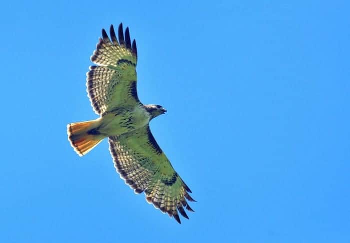 Red-tailed hawk