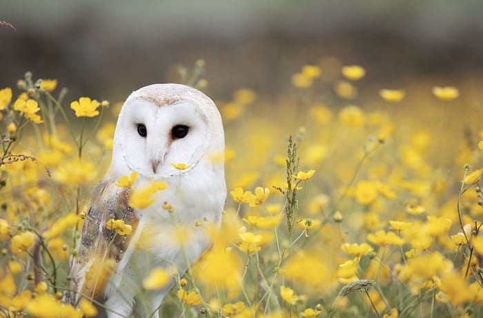 Barn owl in yellow flowers
