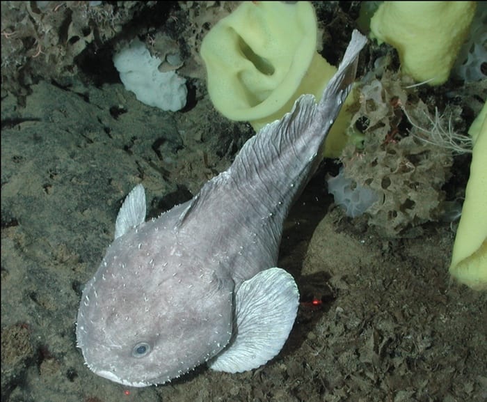 Blobfish underwater