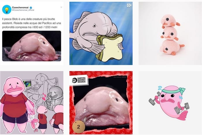 Blobfish Instagram feed