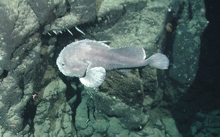 This is what a blob fish actually looks like underwater in their natural  habitat : r/interestingasfuck