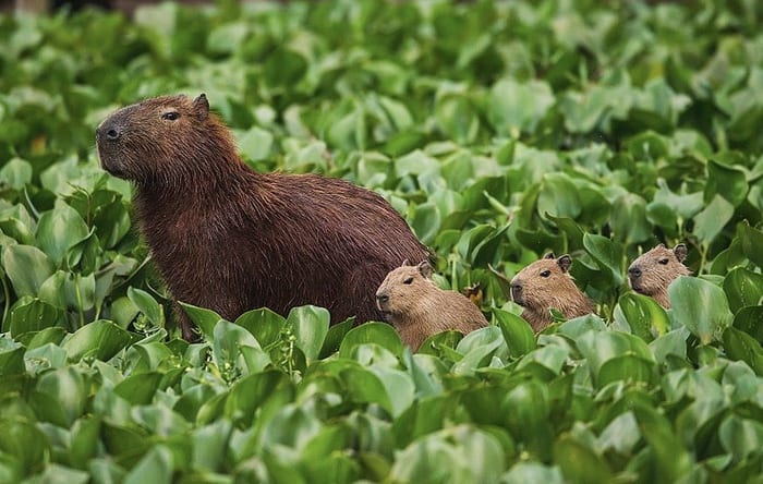 Capybara and pups