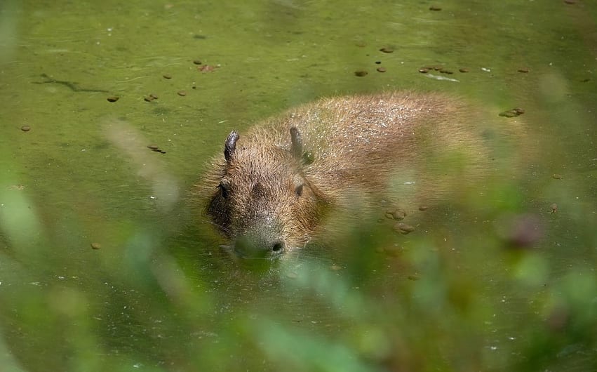 Capybara submerged in water