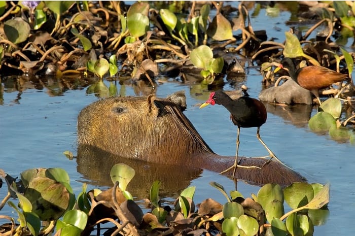 Capybara with jacana