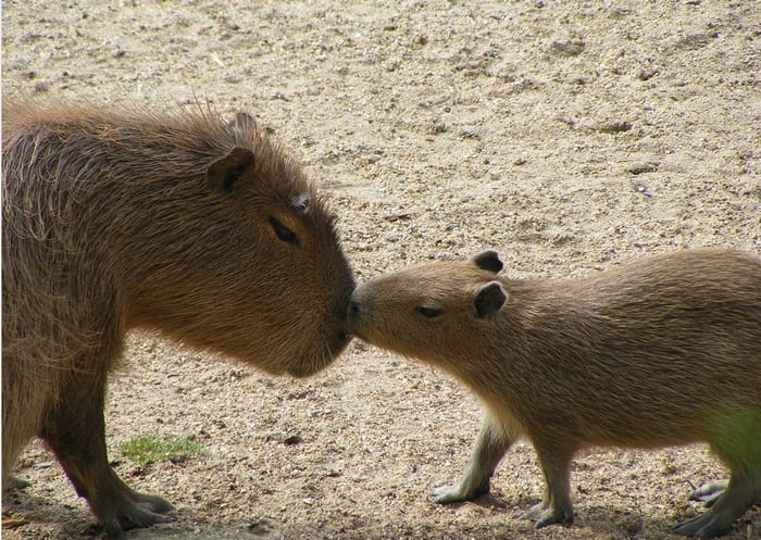 Capybara with pup