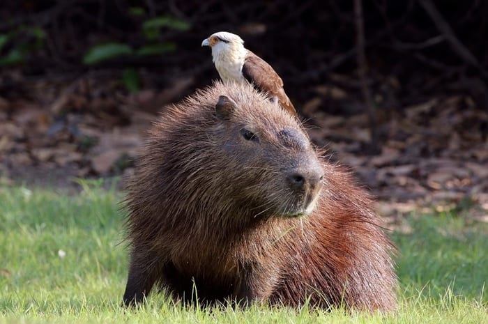 Capybara with yellow-headed caracara 