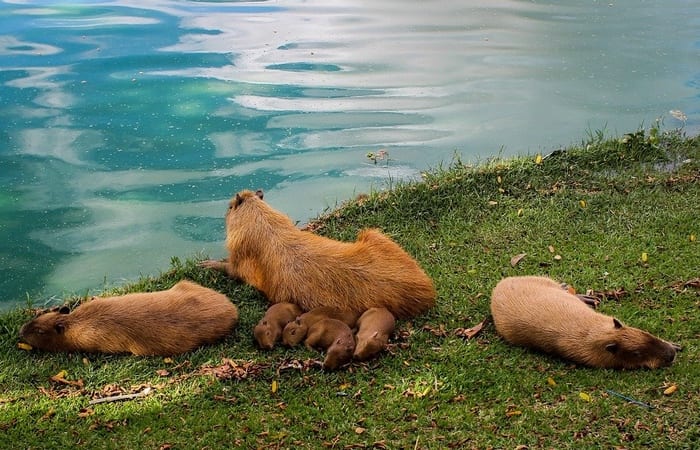 Capybaras lounging near the water