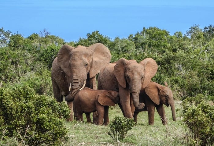 Elephant Family