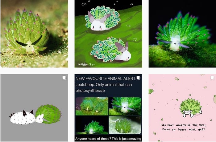 Leaf sheep Instagram feed