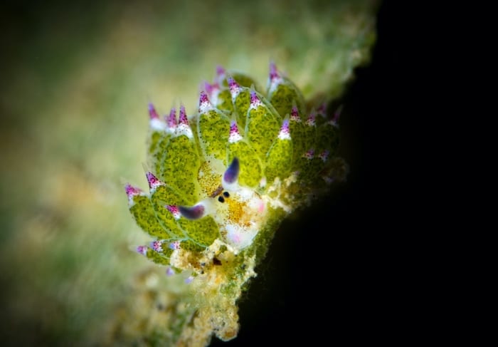 Leaf sheep sea slug