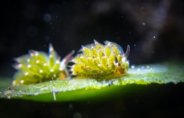 Pair of leaf sheep sea slugs