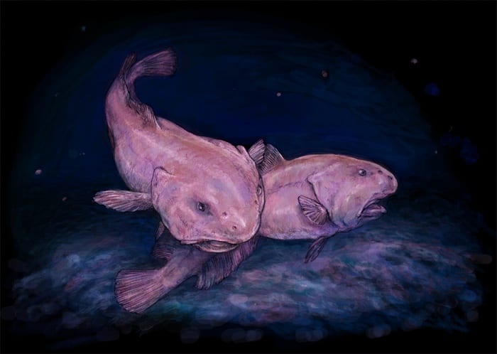A pair of blobfish