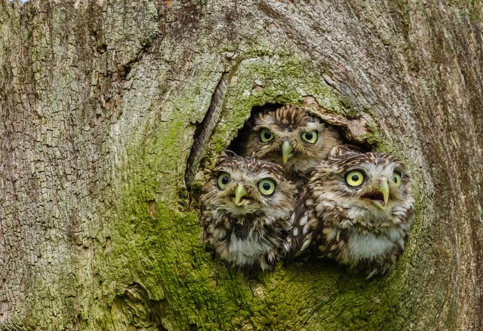  Athene noctua owlets.