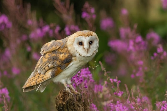 Barn owl (Tyto alba)