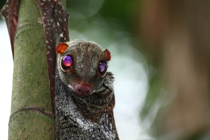 Colugo / flying lemur