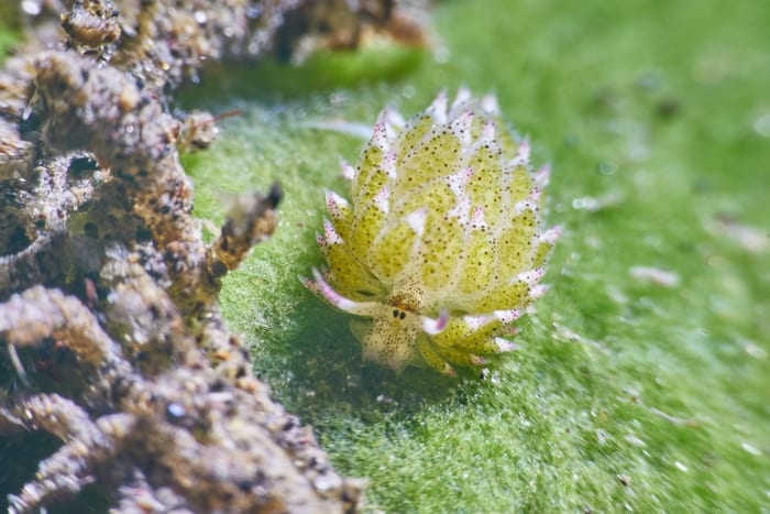 Costasiella kuroshimae