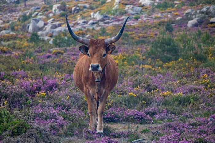 Cow in wildflowers