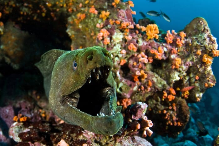 Finespotted moray eel