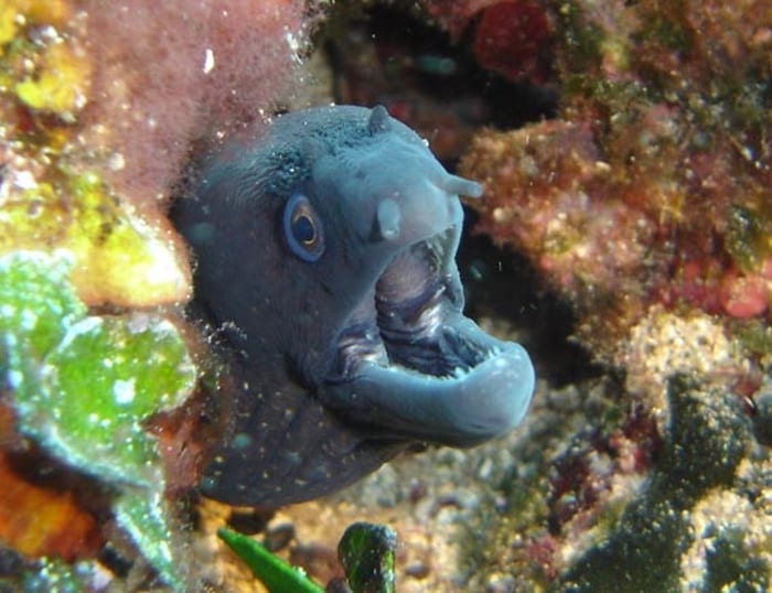 Mediterranean moray eel