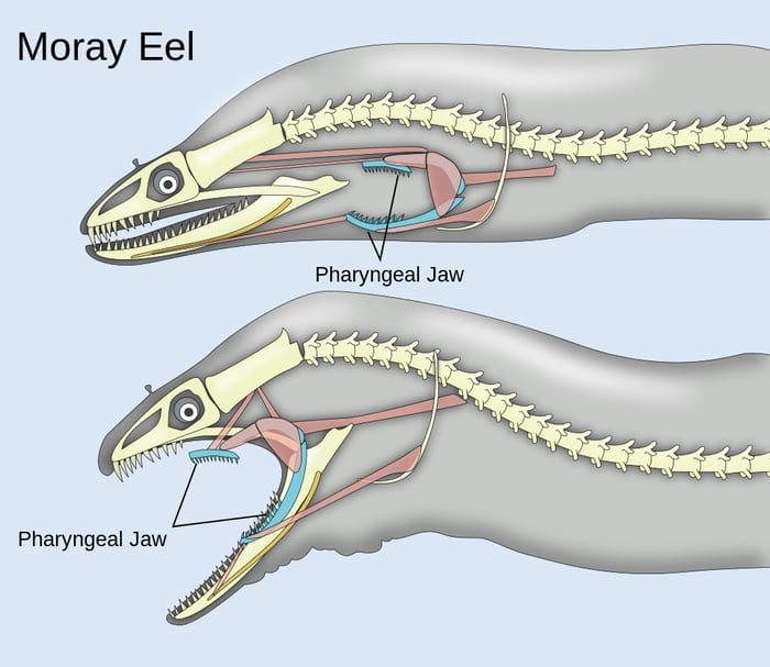 Diagram of moray eel pharyngeal jaws.