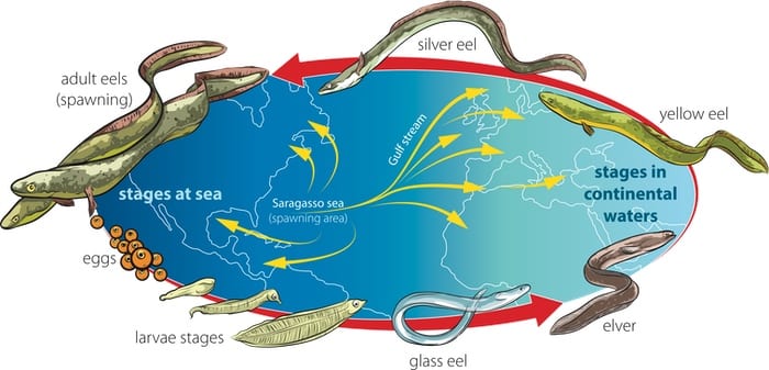 Moray eel reproduction and life cycle