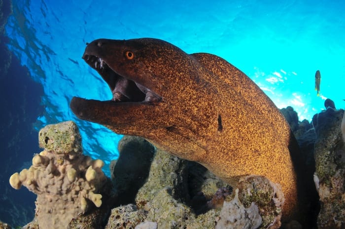 Moray eel (Muraenidae)