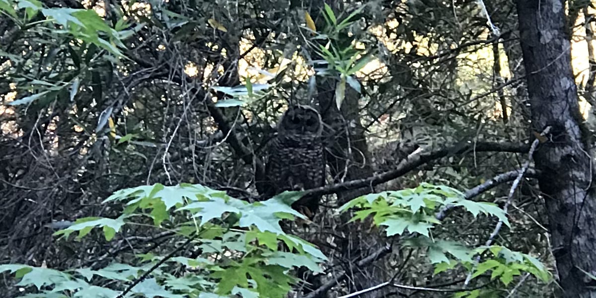 Northern spotted owl