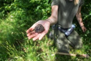 Truffle hunting