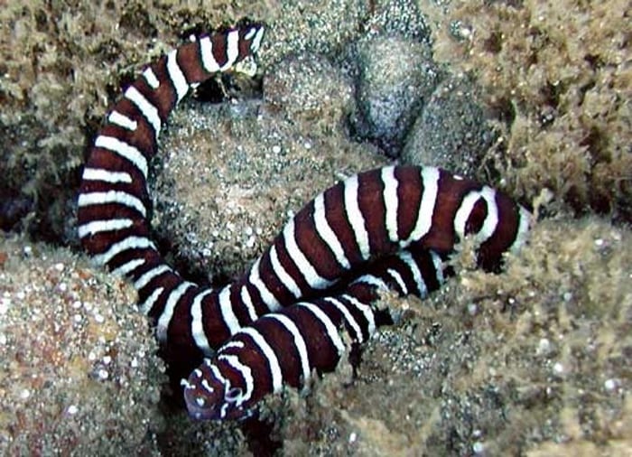 Zebra moray eel 