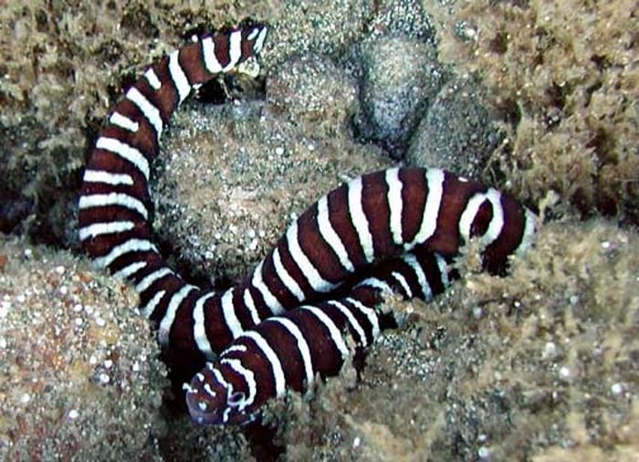 Zebra moray eel