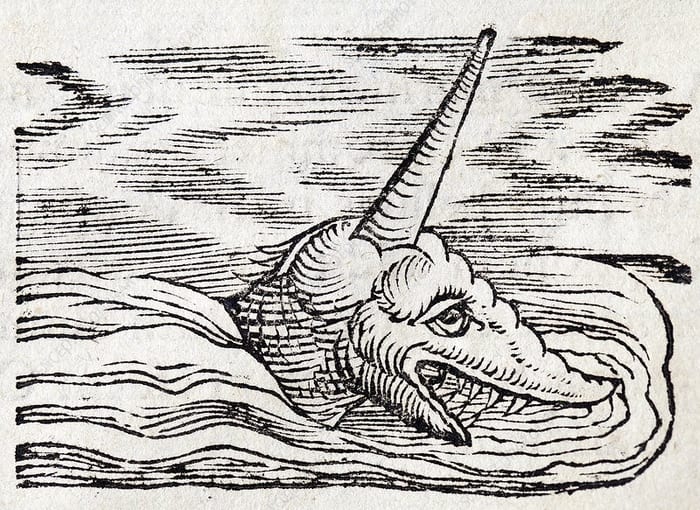 16th century depiction of a narwhal, or sea unicorn
