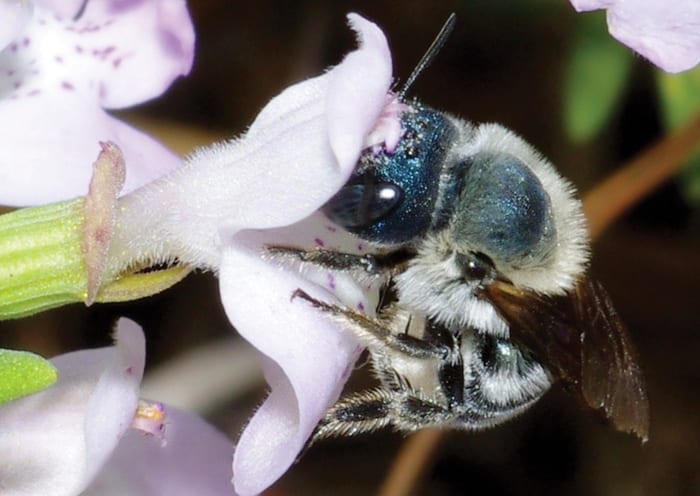 Blue calamintha bee (Osmia calaminthae)