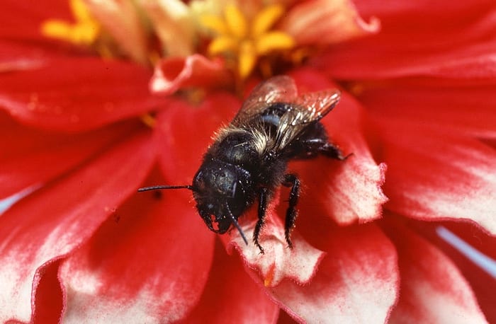 Blue orchard bee pollinating zinnia