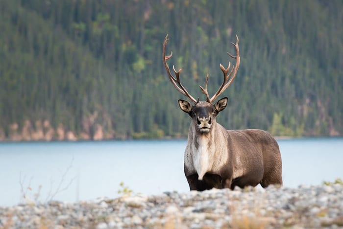 Caribou Symbolism & Meaning & the Caribou Spirit Animal