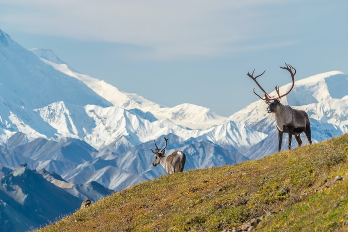 Caribou Symbolism & Meaning & the Caribou Spirit Animal