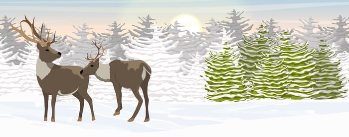 Caribou Symbolism & Meaning & the Caribou Spirit Animal