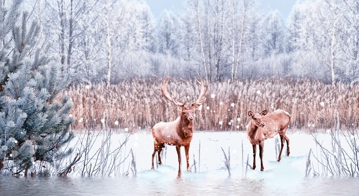 Caribou Symbolism & Meaning & the Caribou Spirit Animal