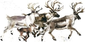 Caribou Symbolism & Meaning & the Caribou Spirit Animal